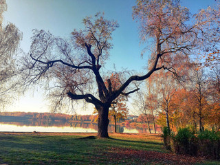 Stare drzewo nad jeziorem © walghuria