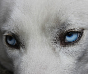 Adorable blue eyes of a husky. The look of the wolf. Bottomless heavenly eyes. Eye focus