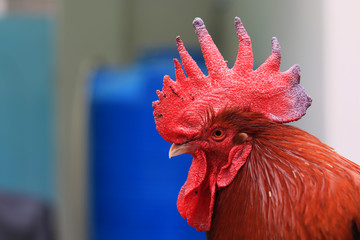 A close-up of a rooster's head and neck