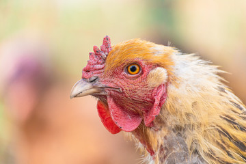 Head of a red hen close-up. Brown feathered domestic bird that lays eggs. Rural life on a farm with homemade products
