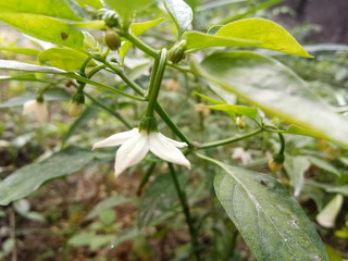 lily of the valley in the garden