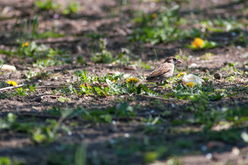 little sparrow eats on the ground