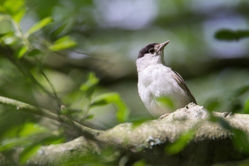 A Blackcap, Sylvia atricapilla, perched on a branch of a tree looking sideways over its shoulder. Taken at Stanpit Marsh UK