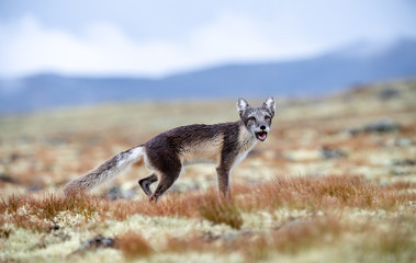 Arctic fox in Dovre mountains national park, Norway