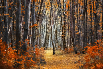 Autumn forest with orange leaves on trees, trail in forest