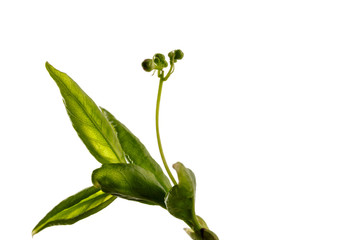 Leaves and buds on bright background.