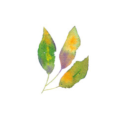 Green leaves branch. Spring greeting card with drawing leaves branch. Watercolor spring fresh leaves. Botany decor. Ecology concept elements. Floral illustration.