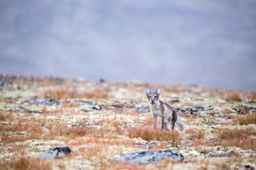 Arctic fox in Dovre mountains national park, Norway