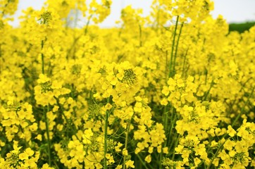 Fototapeta premium Field of beautiful yellow flowers. Bright rapeseed flowers close-up. Spring flowering backdrop. Botanical natural background. Farming and agriculture concept. Copy space. Selective focus image. 