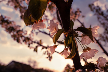 cerisier en fleurs