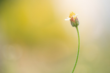 Macro flowers and insects