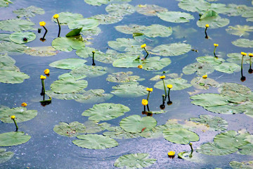 Water lilies on the river