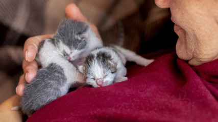 Woman holds small newborn kittens in hands
