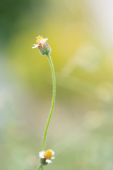 Macro flowers and insects