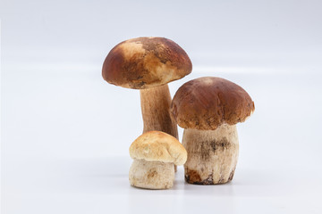 Boletus edulis  isolated on background close up food health