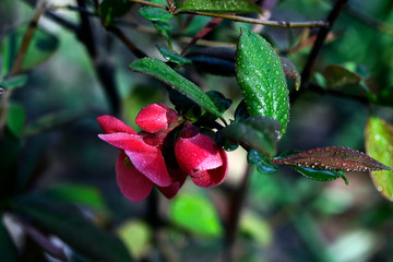 Spring flowers with dew on them.Low key photography.Fresh foliage and beautiful flowers outdoor.