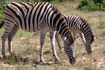 Fototapeta na wymiar Zebra Addo National Park South Africa