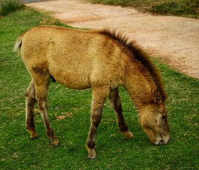 Fototapeta premium horse and foal
