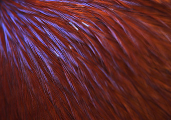 Colorful feathers, chicken feathers background texture