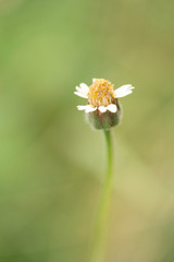Macro flowers and insects