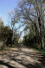 ARBOLES EN PRIMAVERA