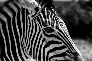Naklejka na ściany i meble Zebra Addo National Park South Africa