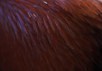 Colorful feathers, chicken feathers background texture