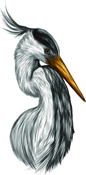 stork head bird vector illustration