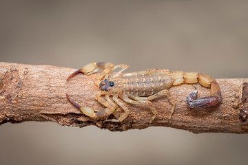 Image of brown scorpion on brown dry tree branch. Insect. Animal.