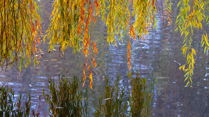The branches of willow with autumn leaves are reflected in the water