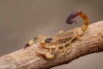 Image of brown scorpion on brown dry tree branch. Insect. Animal.