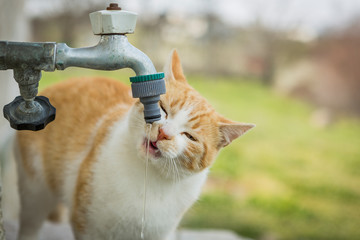 kitten drinks tap water. thirsty kitten drinking water outside in the yard. the kitten quenches his...