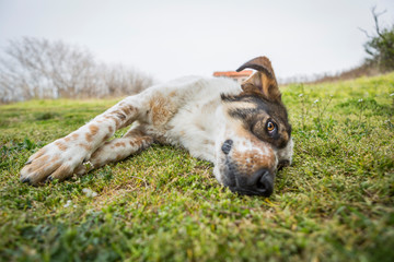 a big dog is lying, playing and having fun outside. a black and white dog lives in the yard.
