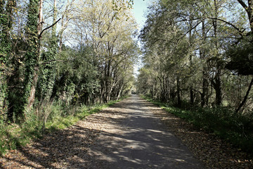 BOSQUE EN OTOÑO