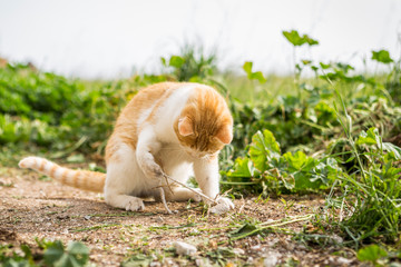 cat playing outside on the grass in the yard. cat is hunting. kitten playing in the beautiful sunny weather.