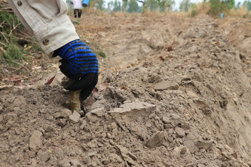 Farmers are planting cassava.