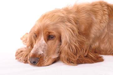 English Cocker Spaniel