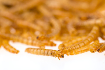 lose verstreute Insekten, Mehlwürmer, weisser Hintergrund