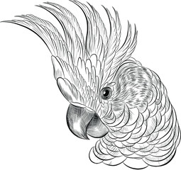 cockatoo parrot head coloring sketch black and white © Снежана Дашкевич