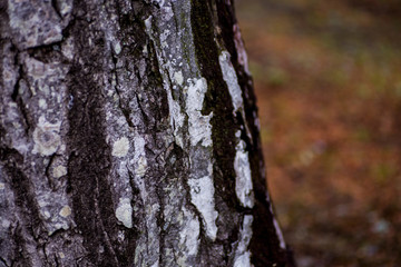 bark of a tree