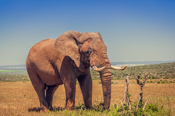 Elephants, bathing Addo National park South Africa