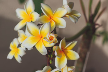 Plumeria white and yellow flower blooming on home garden