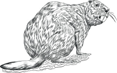 beaver sketch black and white coloring vector - obrazy, fototapety, plakaty