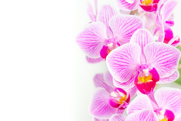 Branch of pink orchids on white background, horizontal pattern for cards with free space