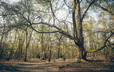 tree in the park