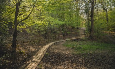 path in the forest
