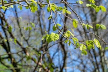 Young green leaves on a hazel branch close-up on a blurred background with tree silhouettes and bright blue sky, selective focus. Beautiful bright spring landscape.