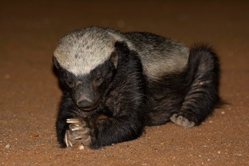 African honey badger playing on the floor.