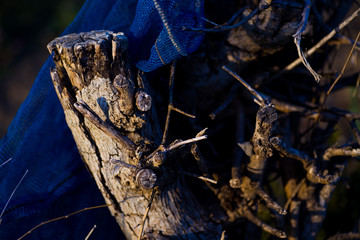 dead tree in the woods