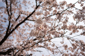 桜日の丸構図